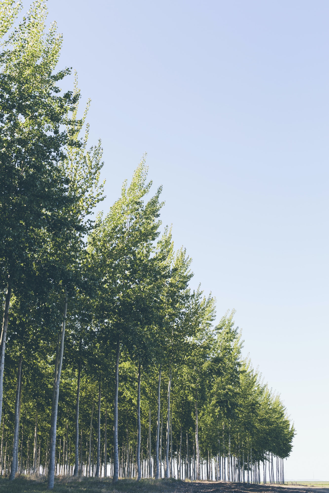 A plantation of poplar trees image on Softlinx' website